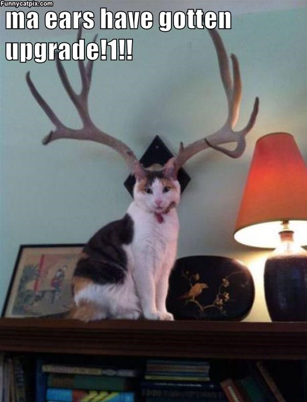 Cheezburger Image 10634074880
