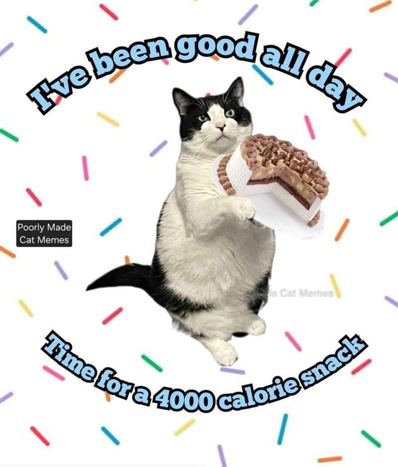 Tve been good all day Poorly Made Cat Memes Made Cat Memes Time for a 4000 calorie snack