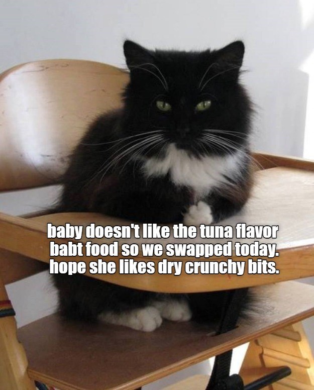 Cheezburger Image 10634111744