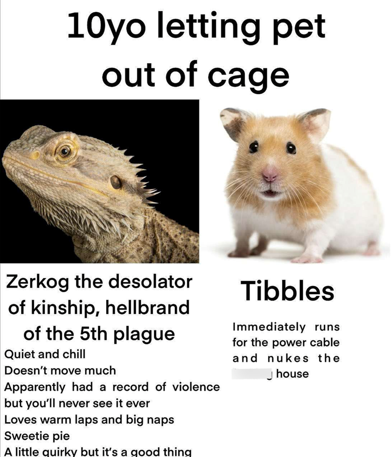 10yo letting pet out of cage Zerkog the desolator of kinship, hellbrand of the 5th plague Quiet and chill Doesn't move much Apparently had a record of violence but you'll never see it ever Loves warm laps and big naps Sweetie pie A little quirky but it's a good thing Tibbles Immediately runs for the power cable and nukes the house