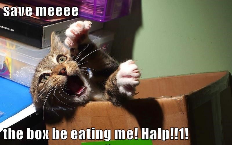 Cheezburger Image 10634161152
