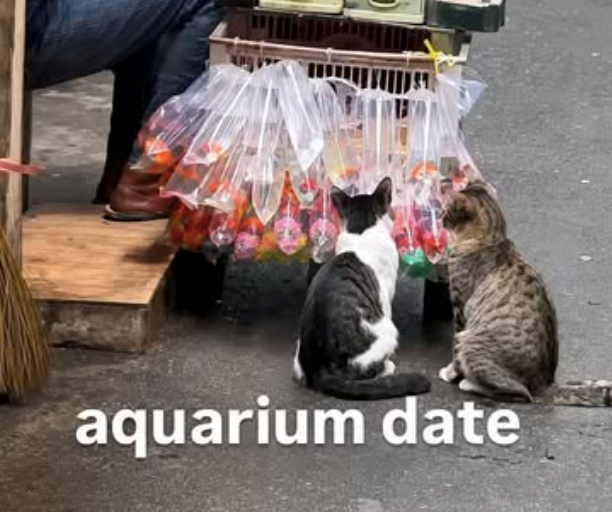 aquarium date