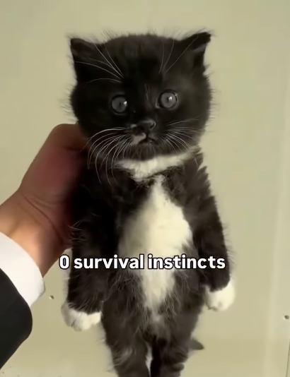 O survival instincts
