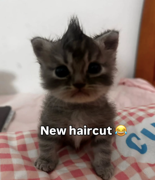 New haircut າງ