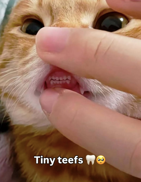 1234 Tiny teefs Wo