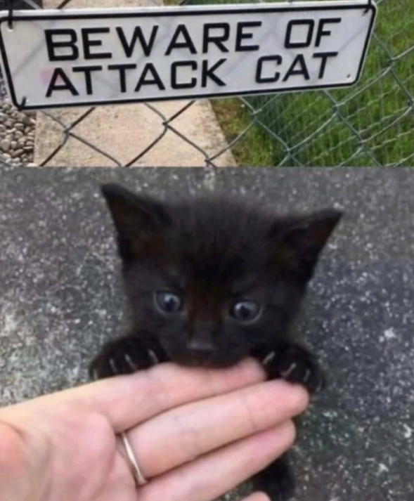BEWARE OF ATTACK CAT