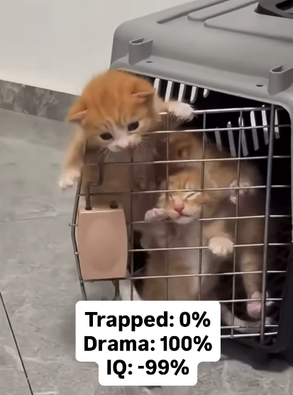 Trapped: 0% Drama: 100% IQ: -99%