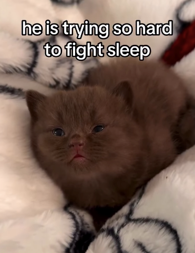 he is trying so hard to fight sleep