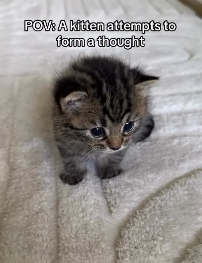 POV: A kitten attempts to form a thought