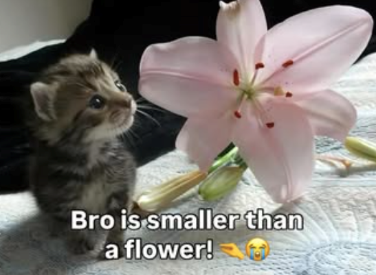 Bro is smaller than a flower!