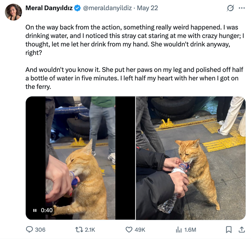 Meral Danyıldız @meraldanyildiz. May 22 ... On the way back from the action, something really weird happened. I was drinking water, and I noticed this stray cat staring at me with crazy hunger; I thought, let me let her drink from my hand. She wouldn't drink anyway, right? And wouldn't you know it. She put her paws on my leg and polished off half a bottle of water in five minutes. I left half my heart with her when I got on the ferry. 11 0:40 306 t 2.1K 49K III 1.6M