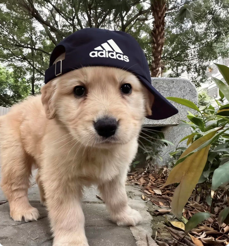 adidas