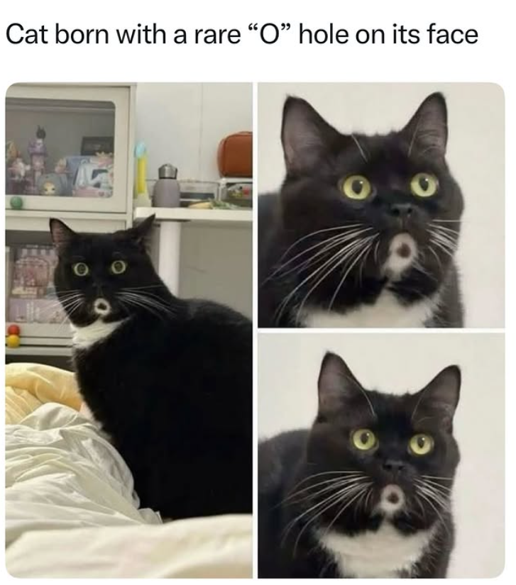 Cat born with a rare "O" hole on its face