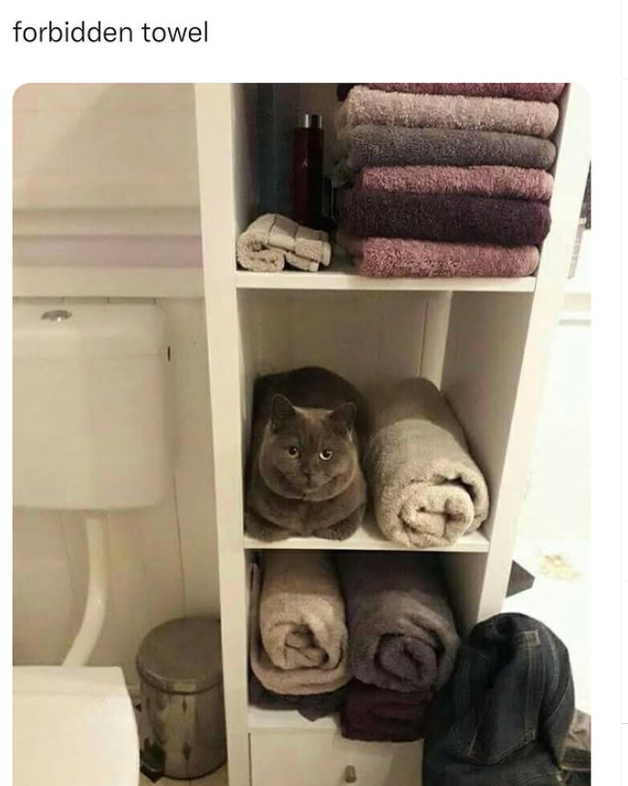forbidden towel