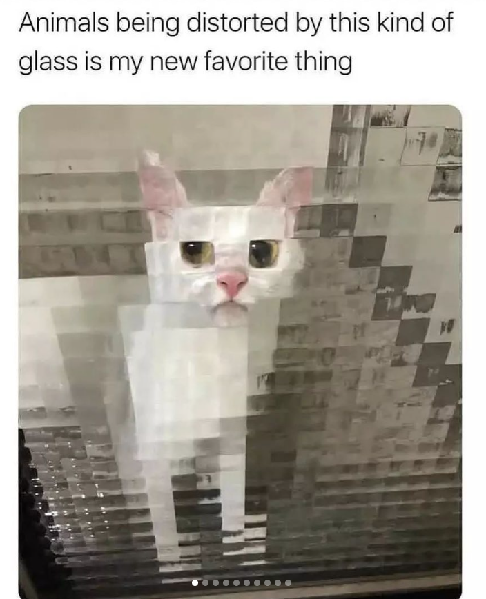 Animals being distorted by this kind of glass is my new favorite thing. W
