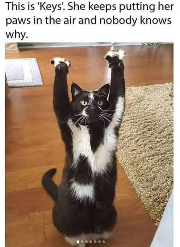 This is 'Keys'. She keeps putting her paws in the air and nobody knows why.