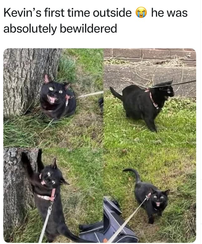 Kevin's first time outside absolutely bewildered he was