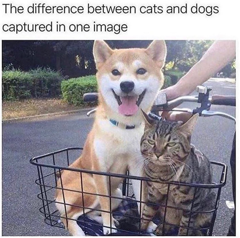 The difference between cats and dogs captured in one image