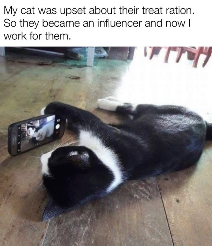 My cat was upset about their treat ration. So they became an influencer and now I work for them. гру