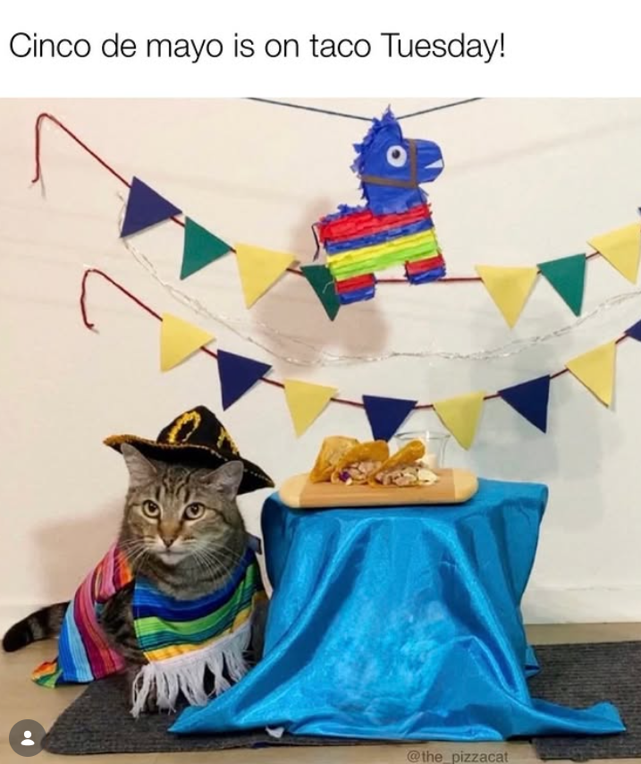 Cinco de mayo is on taco Tuesday! @the_pizzacat