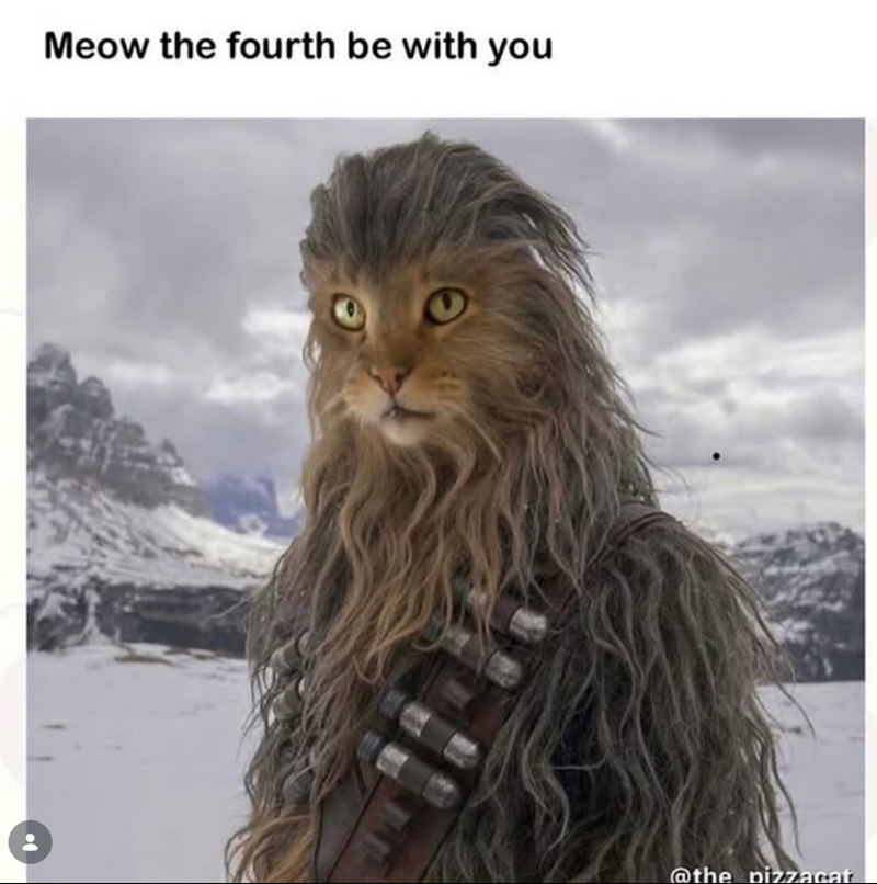 Meow the fourth be with you @the pizzacat