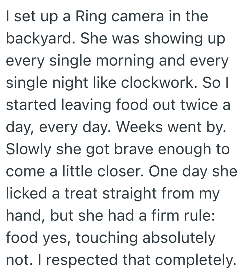 I set up a Ring camera in the backyard. She was showing up every single morning and every single night like clockwork. So I started leaving food out twice a day, every day. Weeks went by. Slowly she got brave enough to come a little closer. One day she licked a treat straight from my hand, but she had a firm rule: food yes, touching absolutely not. I respected that completely.