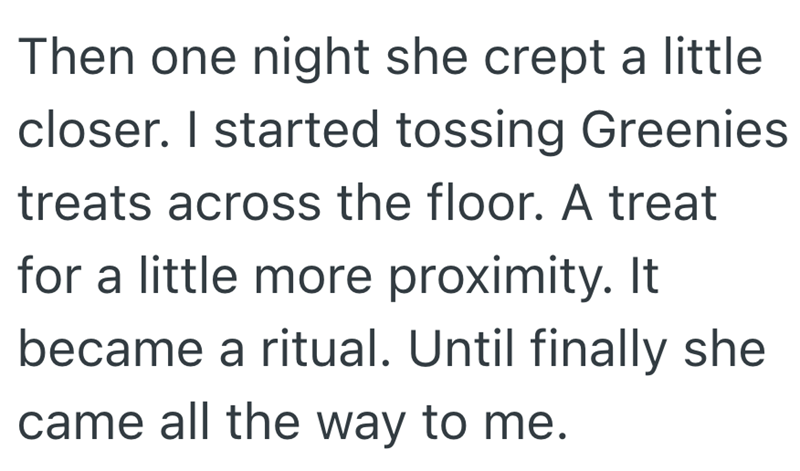 Then one night she crept a little closer. I started tossing Greenies treats across the floor. A treat for a little more proximity. It became a ritual. Until finally she came all the way to me.