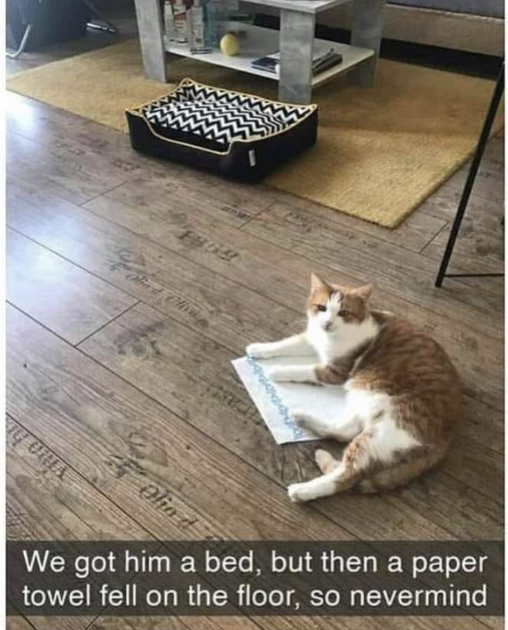Olia air Olio d We got him a bed, but then a paper towel fell on the floor, so nevermind