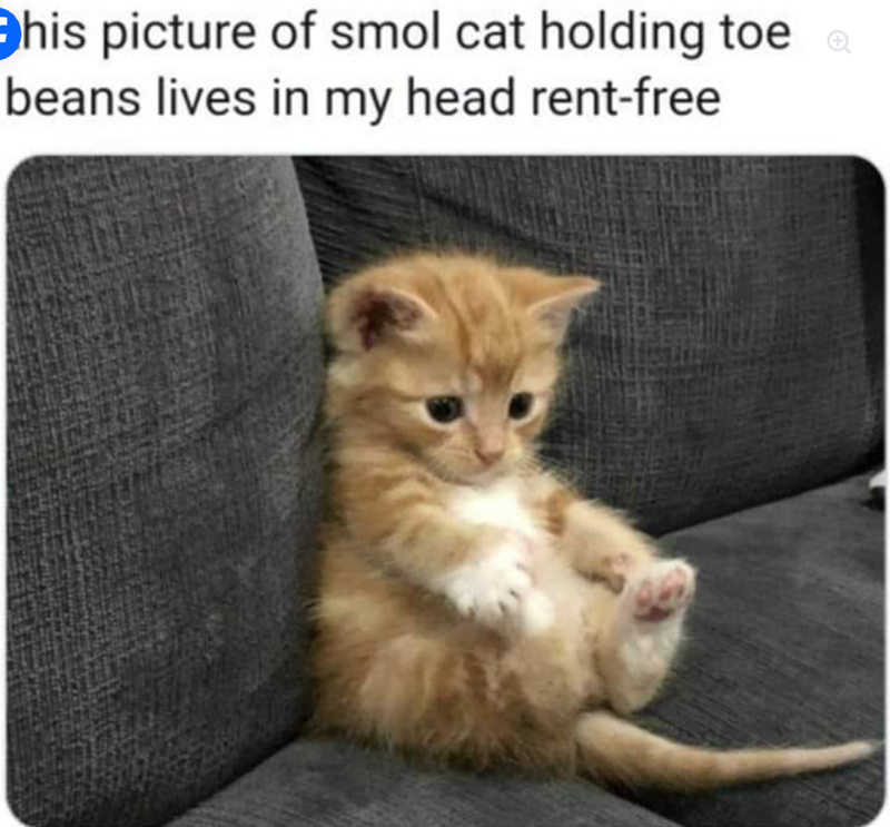 his picture of smol cat holding toe a beans lives in my head rent-free