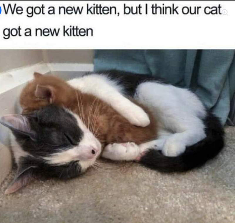 We got a new kitten, but I think our cat got a new kitten