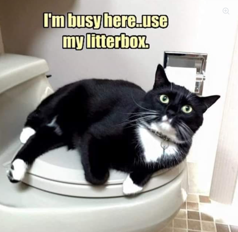 I'm busy here.use my litterbox.