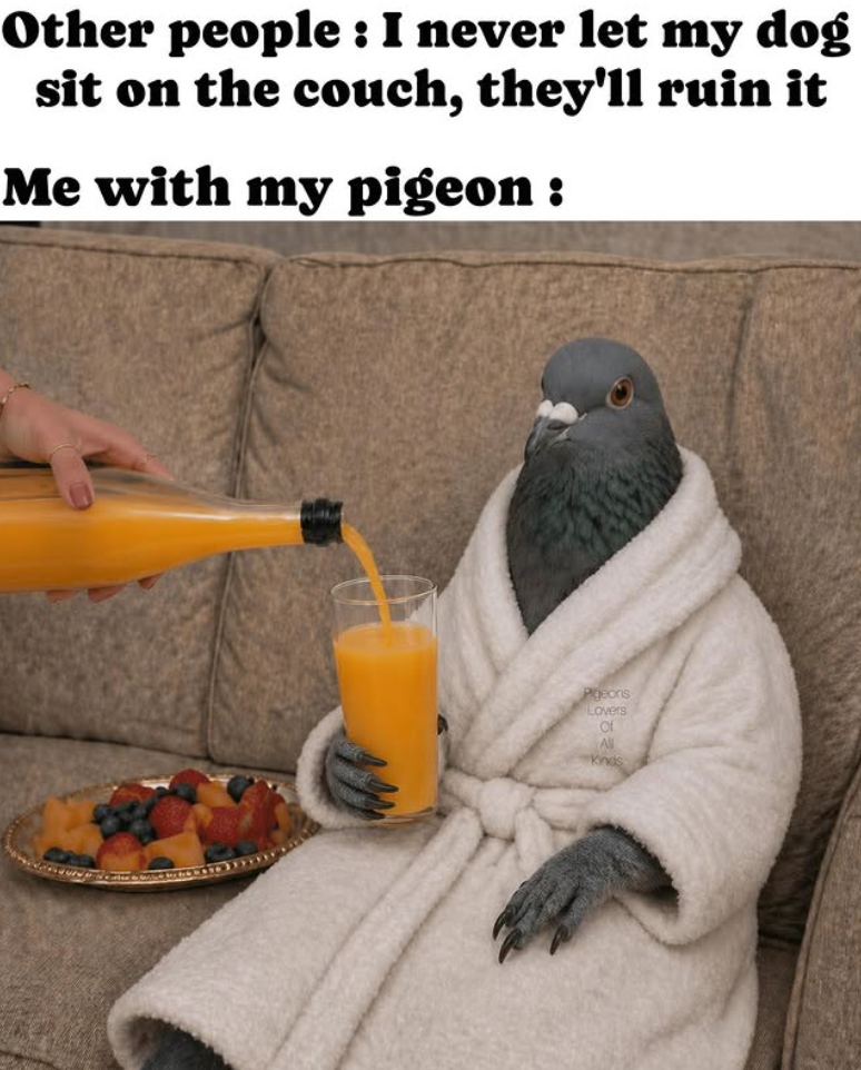 Other people: I never let my dog sit on the couch, they'll ruin it Me with my pigeon : Pigeons Lovers Of All Kinds