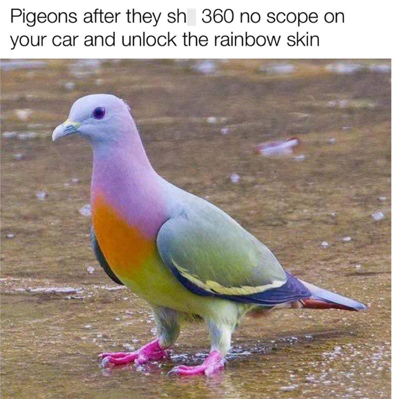 Pigeons after they sh 360 no scope on your car and unlock the rainbow skin