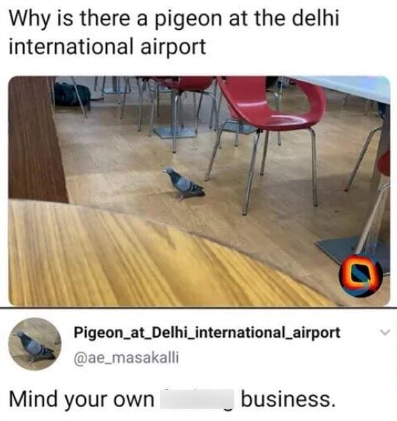 Why is there a pigeon at the delhi international airport Pigeon_at_Delhi_international_airport @ae_masakalli Mind your own business.