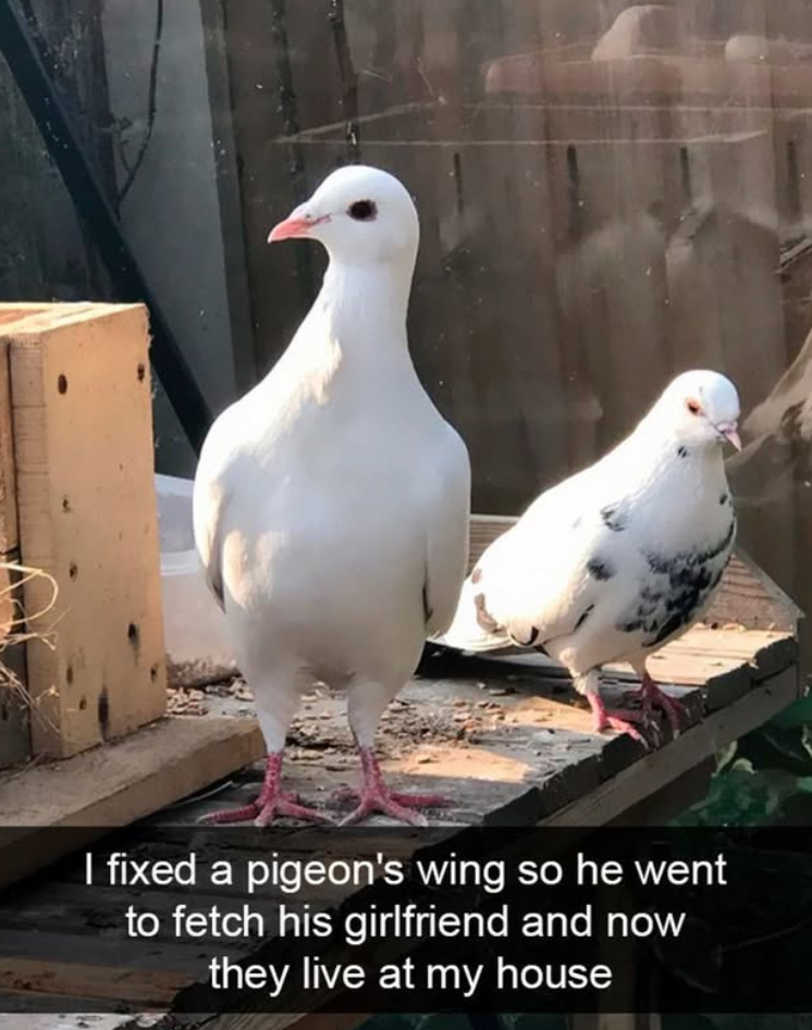 I fixed a pigeon's wing so he went to fetch his girlfriend and now they live at my house