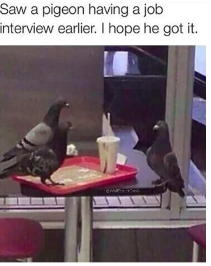 Saw a pigeon having a job interview earlier. I hope he got it. @WallStreetOasis