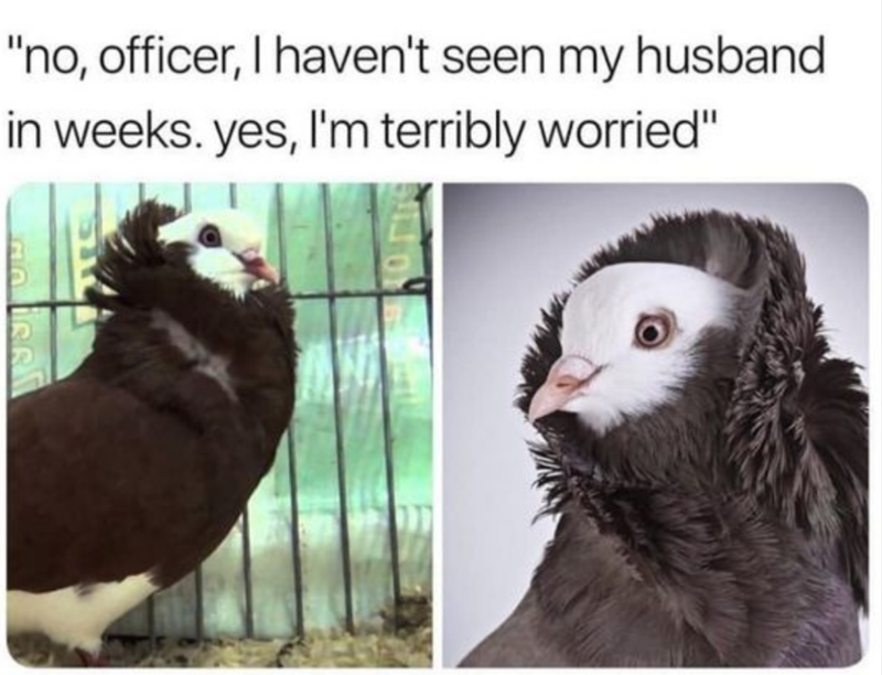 "no, officer, I haven't seen my husband in weeks. yes, I'm terribly worried"