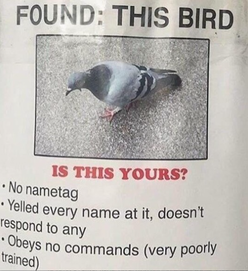 FOUND: THIS BIRD IS THIS YOURS? •No nametag •Yelled every name at it, doesn't respond to any •Obeys no commands (very poorly trained)