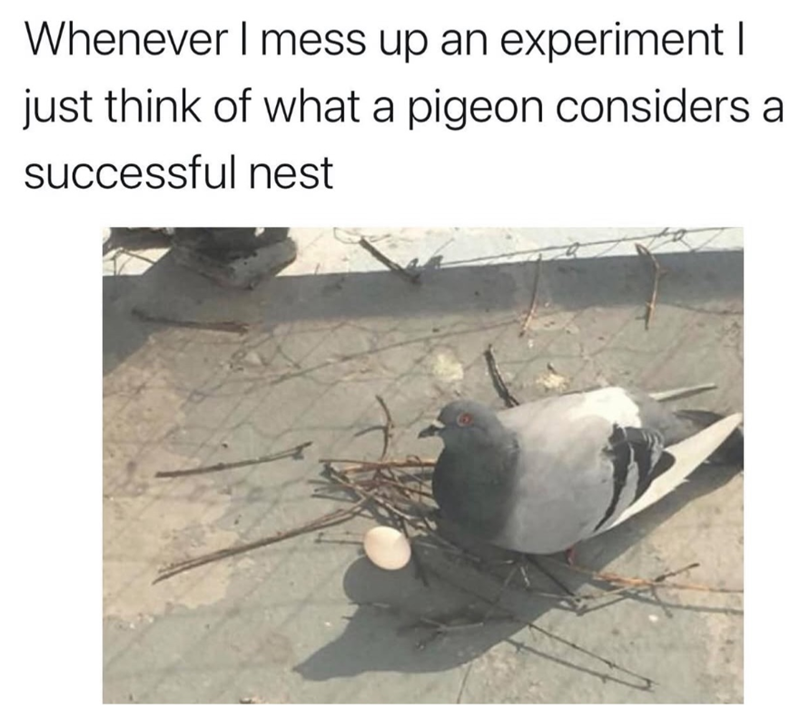Whenever I mess up an experiment I just think of what a pigeon considers a successful nest