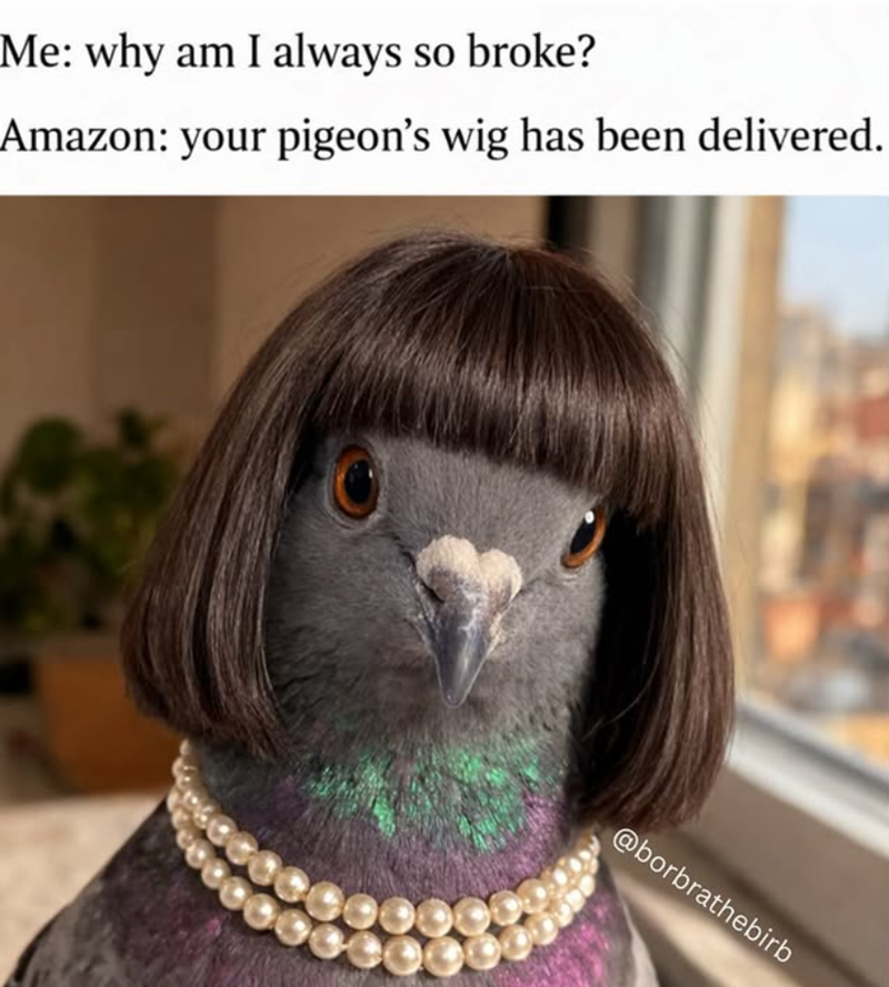 Me: why am I always so broke? Amazon: your pigeon's wig has been delivered. @borbrathebirb