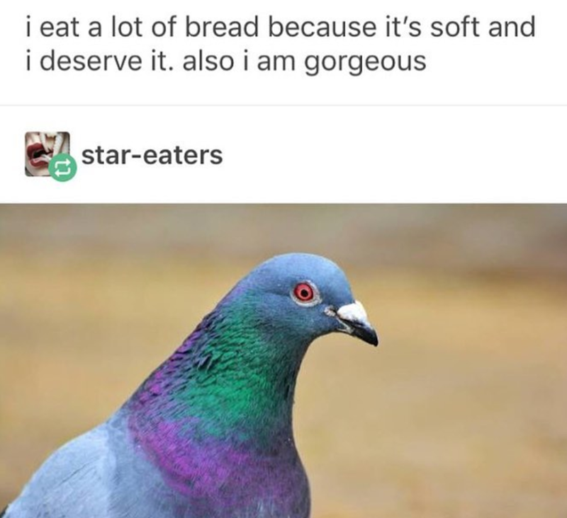 i eat a lot of bread because it's soft and i deserve it. also i am gorgeous star-eaters