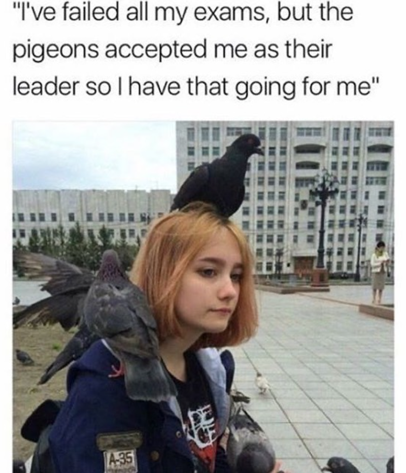 "I've failed all my exams, but the pigeons accepted me as their leader so I have that going for me" A-35