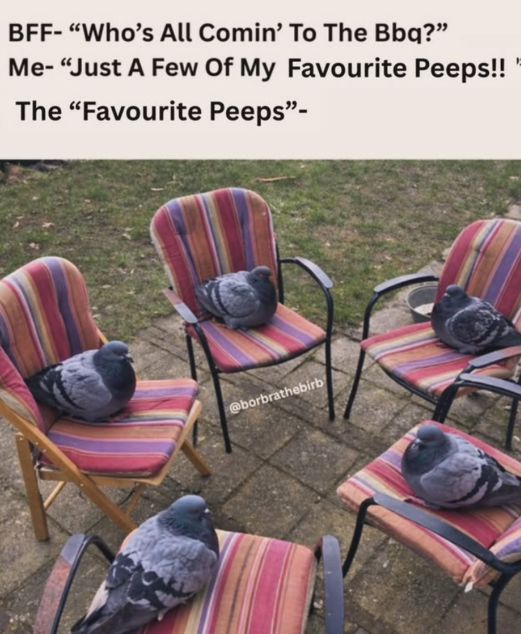 BFF- "Who's All Comin' To The Bbq?" Me- "Just A Few Of My Favourite Peeps!! The "Favourite Peeps"- @borbrathebirb