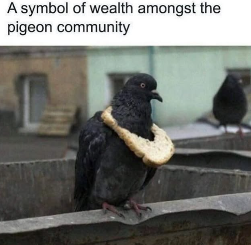 A symbol of wealth amongst the pigeon community