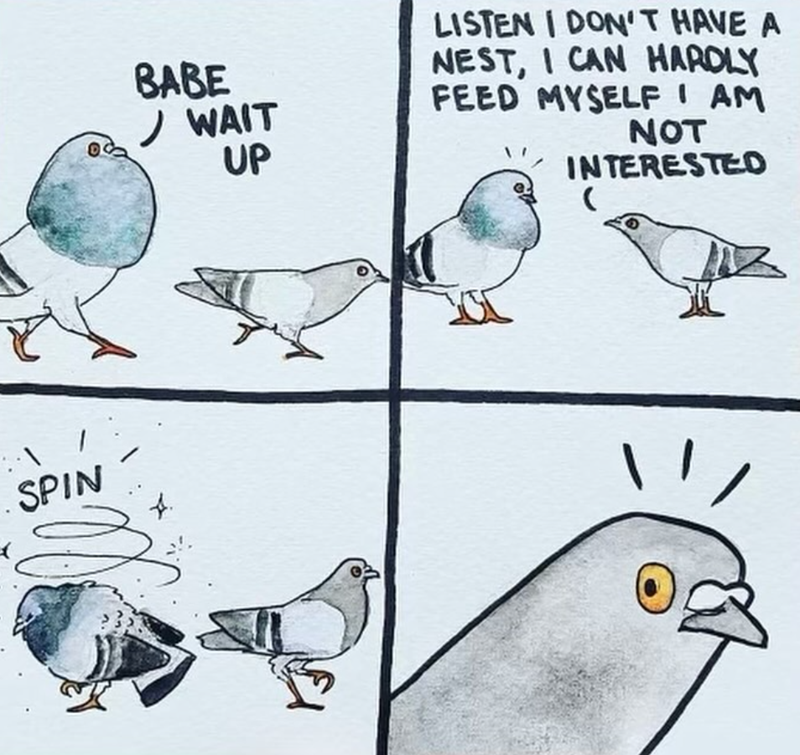 SPIN BABE WAIT UP LISTEN I DON'T HAVE A NEST, I CAN HARDLY FEED MYSELF I AM NOT INTERESTED (