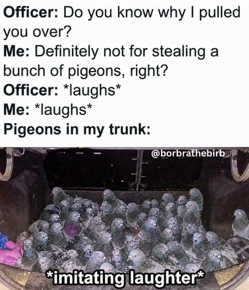 Officer: Do you know why I pulled you over? Me: Definitely not for stealing a bunch of pigeons, right? Officer: *laughs* Me: *laughs* Pigeons in my trunk: @borbrathebirb *imitating laughter*