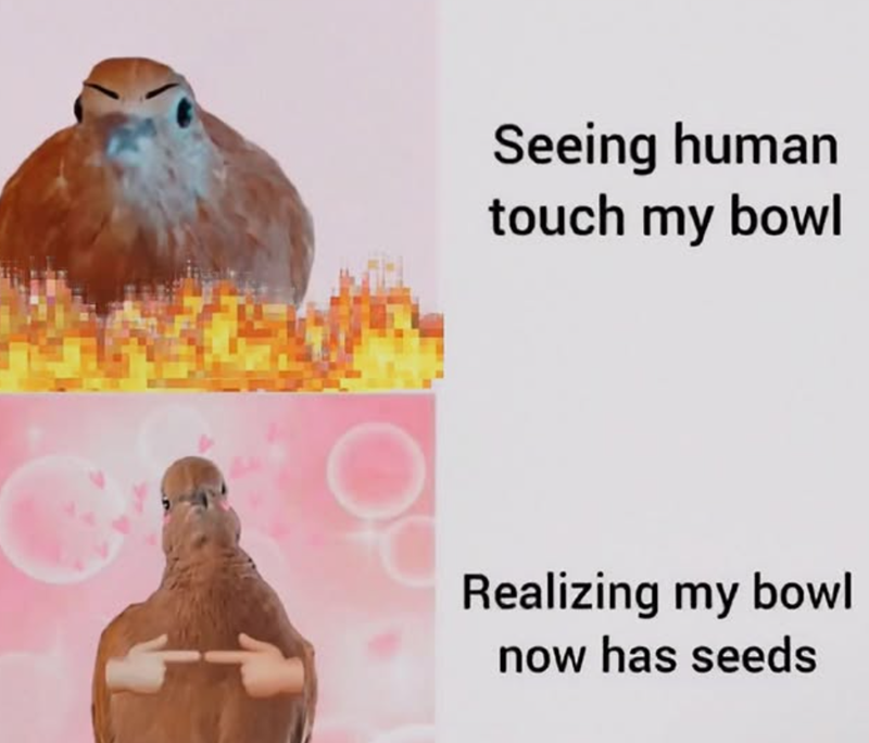 Seeing human touch my bowl Realizing my bowl now has seeds