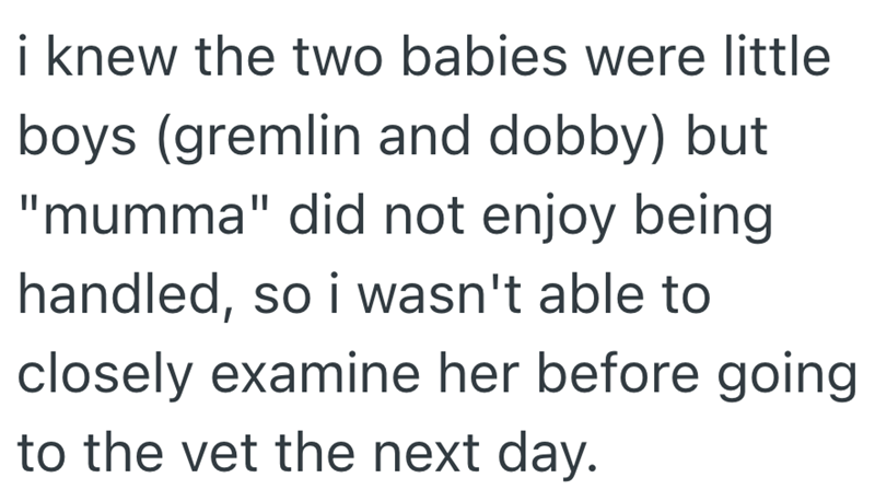 i knew the two babies were little boys (gremlin and dobby) but "mumma" did not enjoy being handled, so i wasn't able to closely examine her before going to the vet the next day.