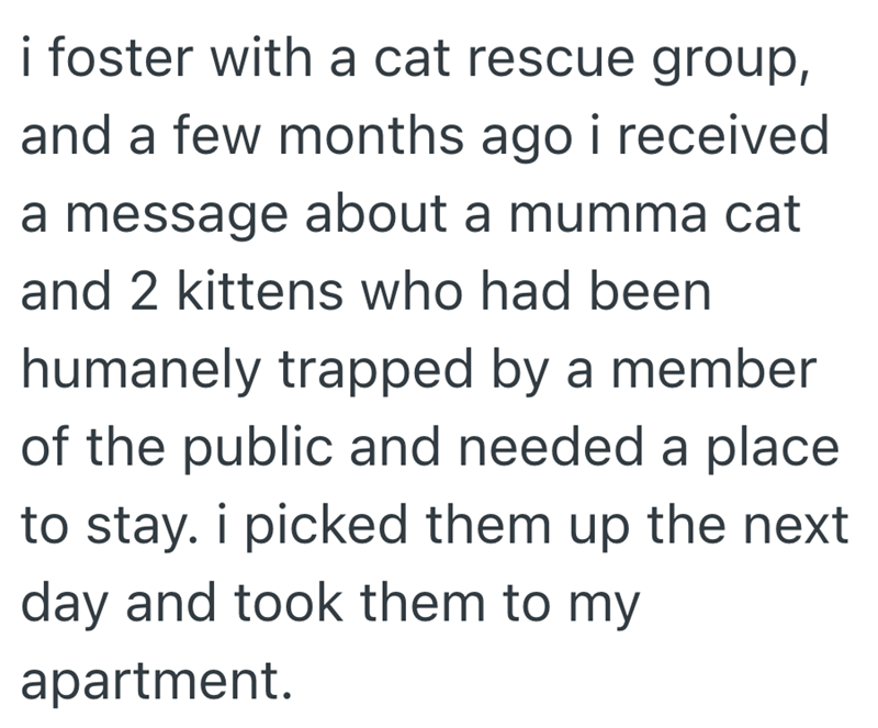 i foster with a cat rescue group, and a few months ago i received a message about a mumma cat and 2 kittens who had been humanely trapped by a member of the public and needed a place to stay. i picked them up the next day and took them to my apartment.