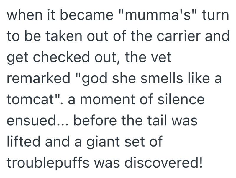 when it became "mumma's" turn to be taken out of the carrier and get checked out, the vet remarked "god she smells like a tomcat". a moment of silence ensued... before the tail was lifted and a giant set of troublepuffs was discovered!
